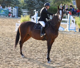 Klisna slovenského teplokrevníka - 7