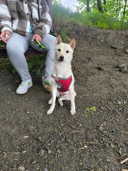 Shiba inu ke krytí - 7