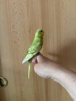 Prodám mladé andulky po vylétnutí z budky - 7