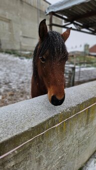 Pronájem pony kobylky 140cm - 7