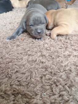 Amstaff - 7