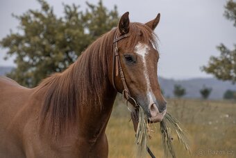 4letý American QH - 7