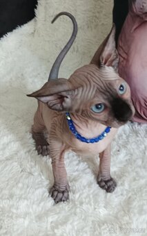 Kanadský sphynx - 7