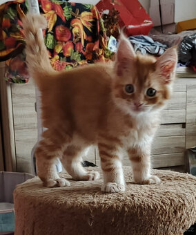 Mainská mývalí koťátka. - 7