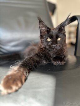 mainska mývalí s pp - 7