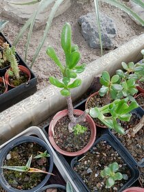 Kaktusy a sukulenty - 7