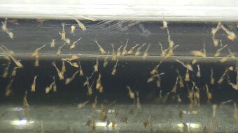 Kreveta Caridina Multidentata (Amano, Japonica) - 7