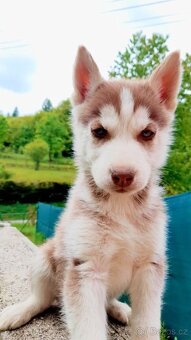 Sibirsky husky - 7