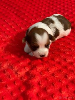 Havanský psík s PP - 7