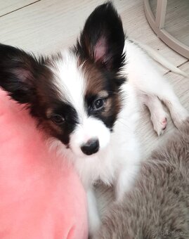 Papillon s PP-pejsek - 7