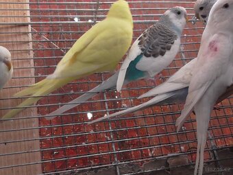 Prodám andulky různých barev - 7