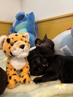 Francouzský buldoček - 7