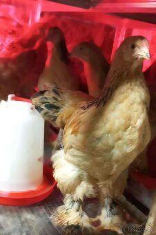 Podej kuřat 15 týdnů - BRAHMANKA ŽLUTÁ  🐓 - 7