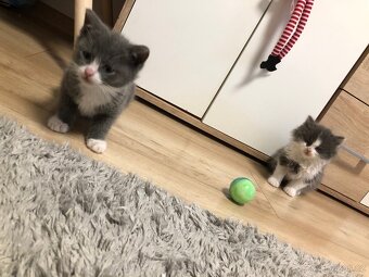 Britský dlouhosrstý kocourek po rodičích s Pp (britská) - 7