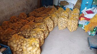 Brambory konzumní - 7