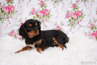 Kavalír king charles španěl - 7