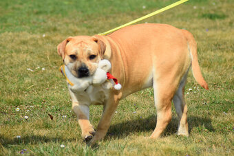 boerboel ballotada - fena 11 měsíců - 7