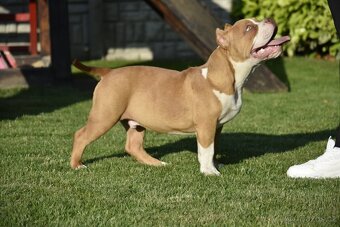 American bully s PP - 7