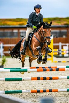 6 letá Westfálská klisna sport,hobby sport, rekreace - 7