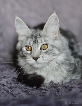 Krásná kočička MCO s PP - 7