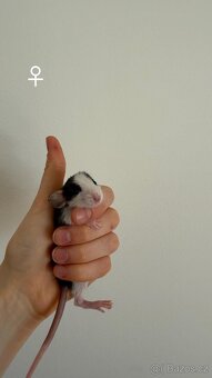 Potkan Dumbo - 7