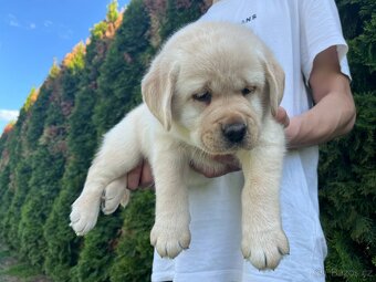 Labrador retriever šteniatka s PP - 7