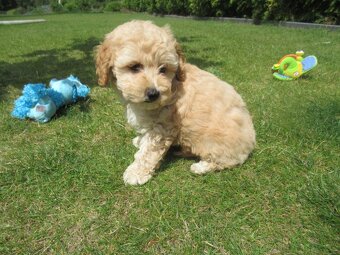 Maltipoo štěňátka - 7