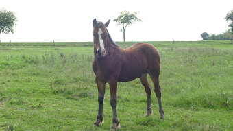Welsh pony of cob type, sekce C - 7