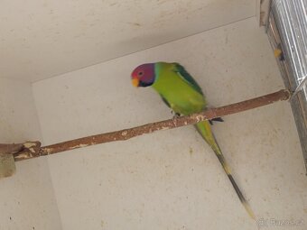 Alexandr rudohlavý - 7