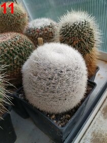 kaktusy mammillarie - 7