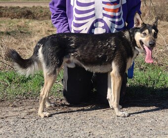 FLOKY K ADOPCI - 1 ROK, HRAVÝ,MILÝ,VHODNÝ K DĚTEM - - 7