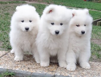 Štěňátka samojeda s PP - 7