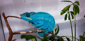 Chameleon Pardálí Nosy Be Blue - 7