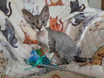 Kocourek Devon rex s pp - 7