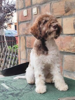 Šteňátka Lagotto Romagnolo - 7