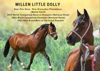 Welsh Cob klisna - 1,5 roku - 7