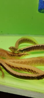 Čtverzubec trpasličí - 7