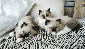 Kocourci Ragdoll s PP - 7