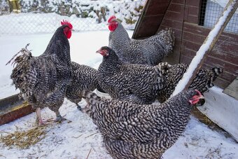 Mechelenky 🥚🐣 (násadová vejce i kuřátka) - 7