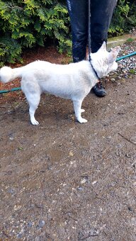Spic shiba bilej - 7