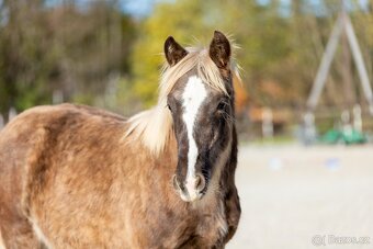 letošní hřebeček irský cob Kai - silver dapple - 7