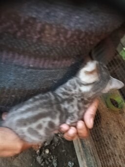 Kočka bengálská bez PP - 7