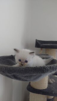 Ragdoll - 7