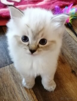 Ragdoll koťátka bez PP - 7