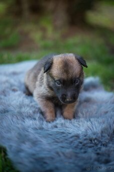 Belgický ovčák Malinois s PP - 7