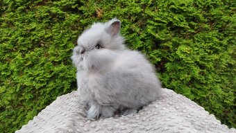 Zakrslý králík, králíček -(TEDDY)-FÍLA - 7
