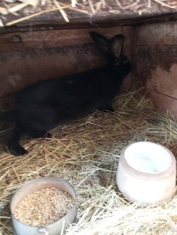 Německý obrovitý strakáč, belgický obr+Nos,Bu - 7