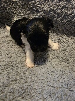 Jorkšířský teriér s PP - 7