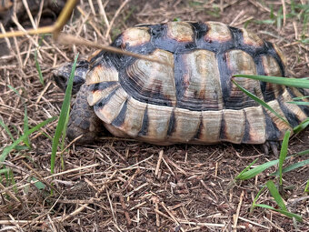 želva zelenavá a vroubená- odrostlá mláďata - 7