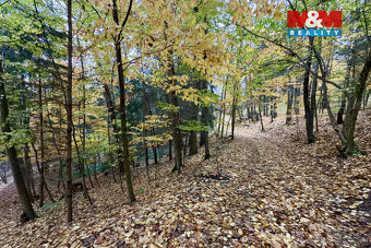 Prodej lesa, 6855 m², Jestřebí - 7